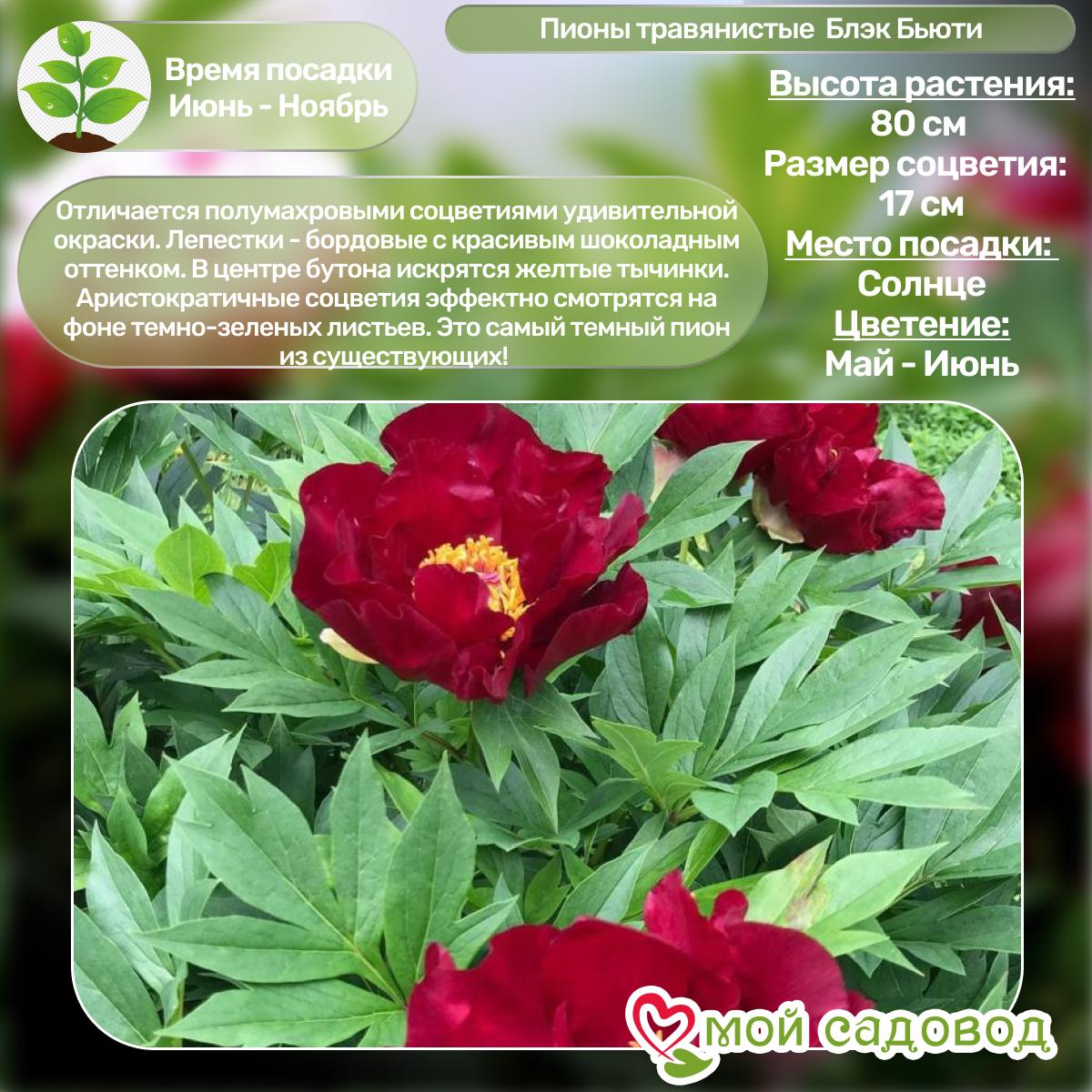 Комплект Пионов - Эксклюзив!