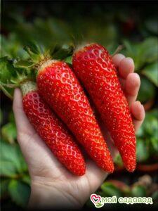 Клубника Амалия