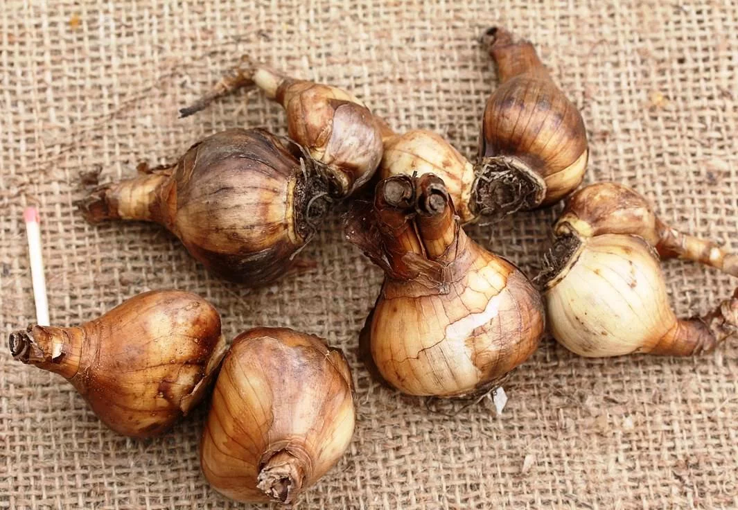 Нарцисс Небулус